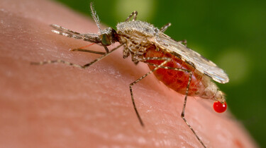 De Buitendienst van nieuws uit de natuur: Muggen