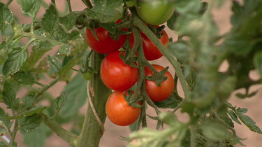 Tomaten en aardappelen verbouwen