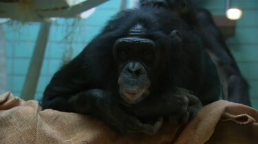 De bonobo