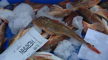 Van vis in de zee, naar vis in de winkel