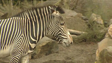 Waarom heeft een zebra strepen?: Een unieke streepjescode