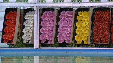 Hoe worden gerbera’s gekweekt? 