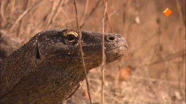 Freeks wilde wereld: Komodovaraan, mantarog en vliegende honden