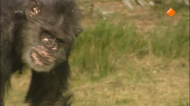 Het Klokhuis: Onstaan van de mens - Homo erectus