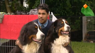 Het Klokhuis: Hondenkennel