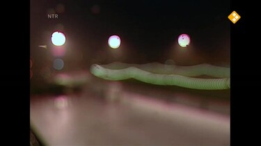De mens: Bloedsomloop