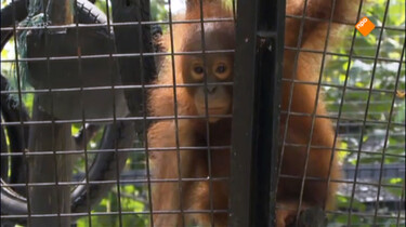 Het Klokhuis: Orang-Oetan: opvangcentrum