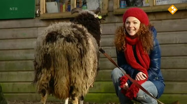 Huisje Boompje Beestje: Schapen