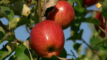 Huisje Boompje Beestje: De appelboom