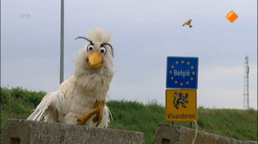 Huisje Boompje Beestje: Raaf in België (deel 1)