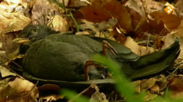 Koekeloere: Dag vogeltje