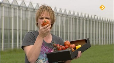 Het Klokhuis: Tomatenkwekerij