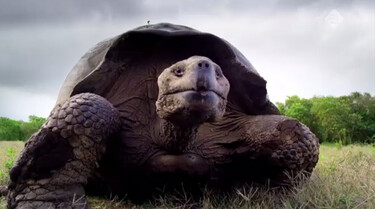 Galapagos in de klas: De reuzenschildpad
