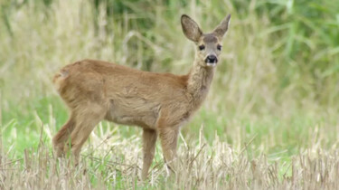 The big five van Nederland