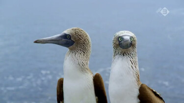 Galapagos in de klas: Aangepaste vogels