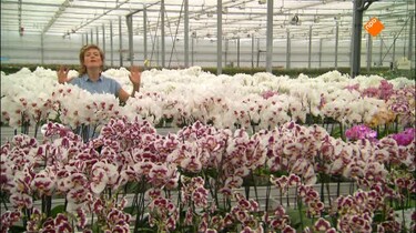 Het Klokhuis: Orchidee