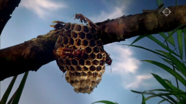 Micro Monsters in de klas: Familiebanden bij insecten