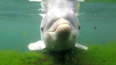 Hoe kijken dolfijnen onder water?