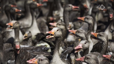 EenVandaag in de klas: Kritiek op besluit vergassing ganzen
