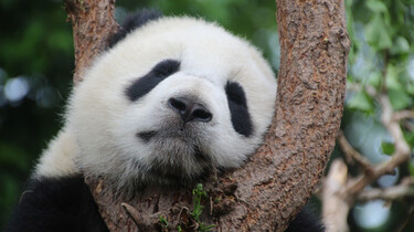 EenVandaag in de klas: Drollen tellen om panda’s te inventariseren