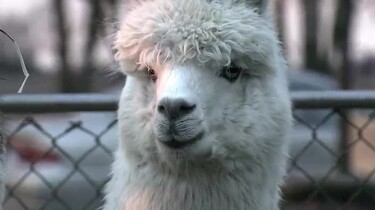 Hoe wordt alpacawol gemaakt?