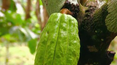Hoe wordt cacao gemaakt?
