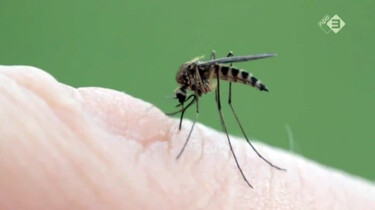 EenVandaag in de klas: Genetisch gemodificeerde mug tegen dengue