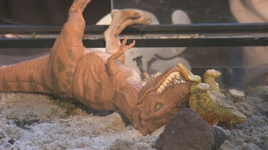 Uitsterven van dinosaurussen
