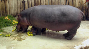 De huid van een nijlpaard