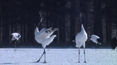De Japanse kraanvogel