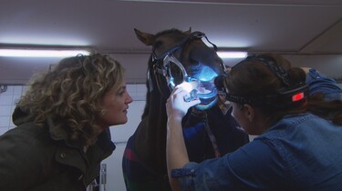 Moet een paard naar de tandarts?