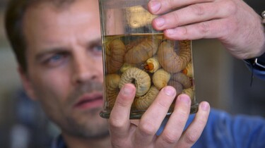 Keuringsdienst van Waarde in de klas: Insecten