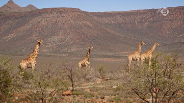 Goede Hoop in de klas: Wilde dieren in Zuid-Afrika