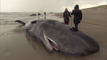 Aangespoelde potvissen op het strand: Een foutje in de navigatie