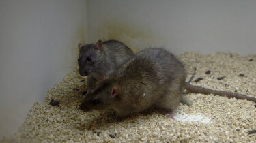 Ratten en antidepressiva: Gedragsonderzoek bij proefdieren