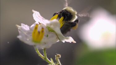 Wat zijn pollen?