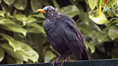 Vroege Vogels in de klas: Vogels in de rui