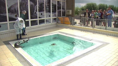 Zeehonden verzorgen in Pieterburen