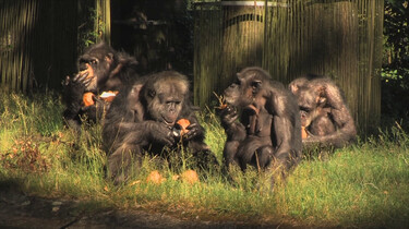 Hoe gaan chimpansees met elkaar om?: Mannetjes zijn de baas