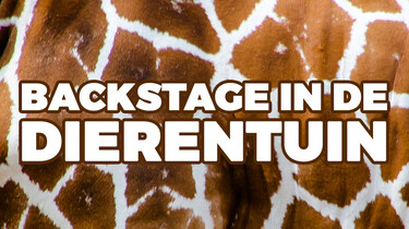 Backstage in de dierentuin