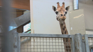 Giraffe op transport: Hoe worden dieren vervoerd?