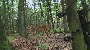 Veiligheidsmaatregelen in de dierentuin: Wat gebeurt er als er een gevaarlijk dier ontsnapt?
