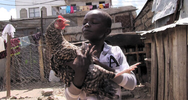 Mensjesrechten: Kippen voor Kimaru