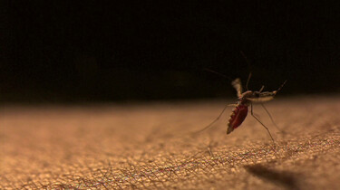 Hoe vliegt een mug als hij zwaar is van het bloed?
