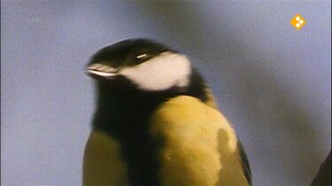 Nieuws uit de natuur: Talenten