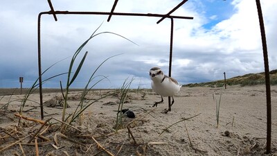 Vroege Vogels presenteert: Strand