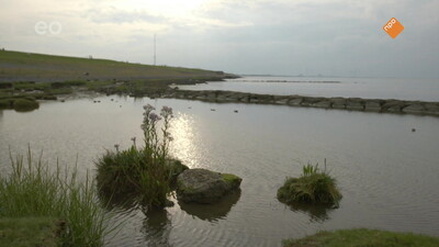 Wildernis onder water