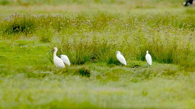 Vroege Vogels