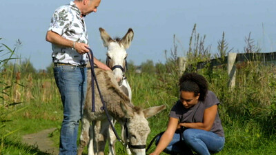 Boeddha in de polder