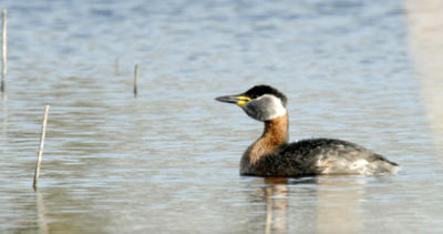 Vroege Vogels